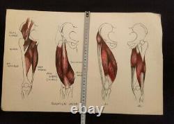 Anatomical Drawing Exercise in Fine Arts Colors / Monochrome. Series of 9 Plates