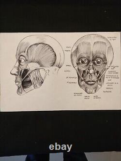 Anatomical Drawing Exercise in Fine Arts Colors / Monochrome. Series of 9 Plates