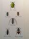 Beautiful Board Beetles, Drawing And Watercolor