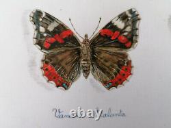 Beautiful Butterfly Drawing And Watercolor Plank