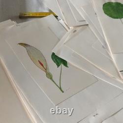 Collection of 35+ Plates of Original Botanical Watercolor Drawings – Plants and Trees