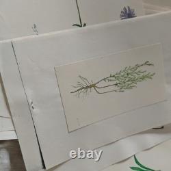 Collection of 35+ Plates of Original Botanical Watercolor Drawings – Plants and Trees