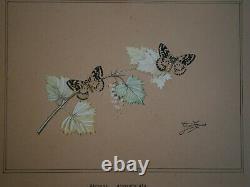 Drawing Ancient Entomology Butterfly Board Abraxas Grossulariata Deco Sciences