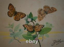 Drawing Ancient Entomology Butterfly Board Argynis Aglaja Deco Sciences