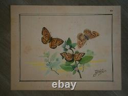 Drawing Ancient Entomology Butterfly Board Argynis Aglaja Deco Sciences