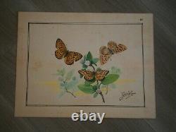 Drawing Ancient Entomology Butterfly Board Argynis Aglaja Deco Sciences