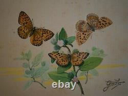 Drawing Ancient Entomology Butterfly Board Argynis Aglaja Deco Sciences