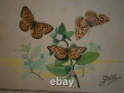 Drawing Ancient Entomology Butterfly Board Argynis Aglaja Deco Sciences