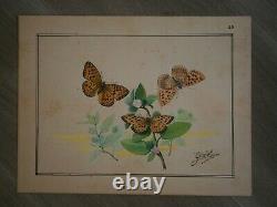 Drawing Ancient Entomology Butterfly Board Argynis Aglaja Deco Sciences