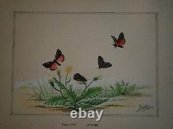 Drawing Ancient Entomology Butterfly Board Hypocrite Jacobae Deco Sciences