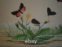 Drawing Ancient Entomology Butterfly Board Hypocrite Jacobae Deco Sciences