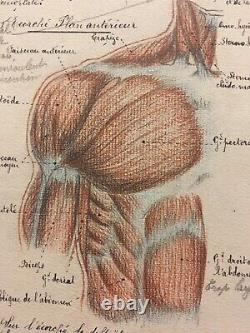 Drawing Original Anatomical Plank Corp Human Curiosity Before 1900 Ink Pencil