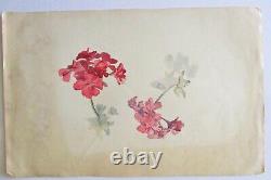 Engraving Drawing Watercolor Botanical Plank Early 20