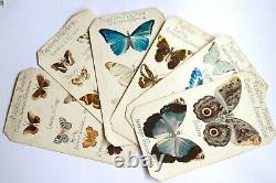 Entomology. 6 Butterfly Boards. Original Drawings. Watercolor