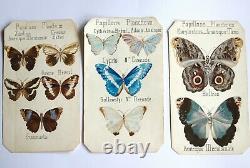 Entomology. 6 Butterfly Boards. Original Drawings. Watercolor