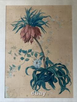 Georges Deyrieux Botanical Plate Fritillaria Imperialis gouache circa 1850 SUP