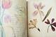 Herbarium: 14 Plates & 17 Plates Of Original Drawings