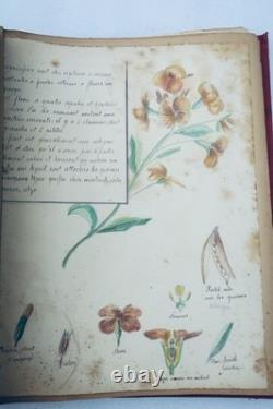 Herbarium: 14 plates & 17 plates of original drawings