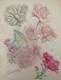 Old Original Drawing Plate: Botanical Flower Studies, Signed (18)