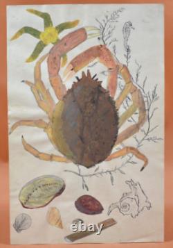 Original 20th-Century Drawings – 6 Plates of Seafood and Crustaceans