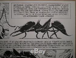 Original Board Drawing Comics Cartoon Patrice Greenhouses Ants B. Werber # 4