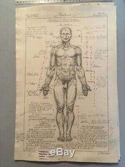 Original Drawing Board Human Anatomical Corp Curiosity Before 1900 Pen Ink