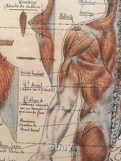 Original Drawing Board Human Anatomical Corp Curiosity Before 1900 Pen Ink