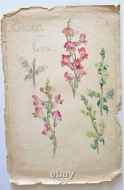 Original Watercolor Drawing Botanical Plank Beginning 20°