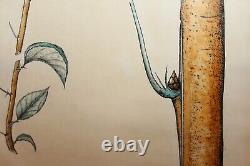 Translation: 'Old Botanical Illustration, Original Drawing, Watercolor, Dated 1939, 145x94 cm'