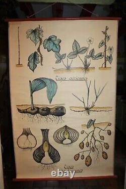 Ancienne planche botanique, dessin original, aquarelle, daté 1938, 146x94 cm