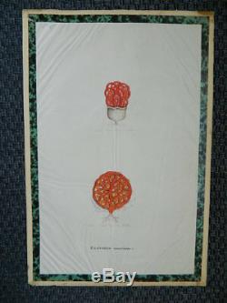 DESSIN Aquarelle original planche étude botanique technique science Champignon