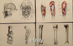 Dessin Anatomique Exercice Beaux Arts Couleurs / Monochrome. Serie De 9 planches