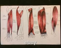 Dessin Anatomique Exercice Beaux Arts Couleurs / Monochrome. Serie De 9 planches