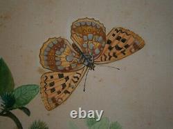 Dessin Ancien Entomologie Papillon Planche Argynis Aglaja Deco Sciences