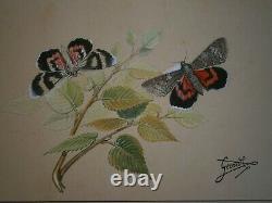 Dessin Ancien Entomologie Papillon Planche Catocala Nupta Deco Sciences