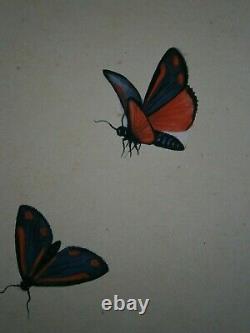 Dessin Ancien Entomologie Papillon Planche Hypocrite Jacobae Deco Sciences