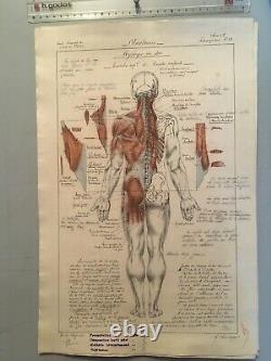 Dessin Original Planche Anatomique Corp Humain Curiosité Avant 1900 Crayon Encre