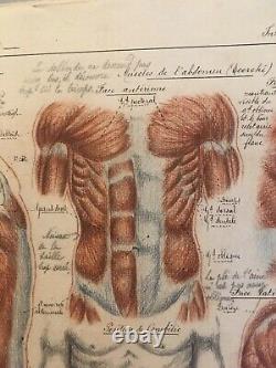 Dessin Original Planche Anatomique Corp Humain Curiosité Avant 1900 Crayon Encre