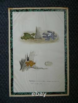 Dessin aquarelle originale planche étude botanique technique science Champignon