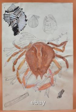 Dessin originaux XXème 6 planches Fruits de mer et crustacés