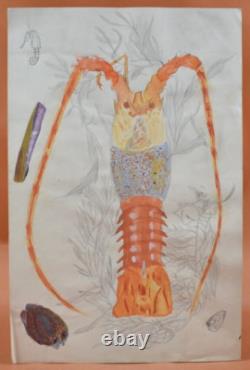 Dessin originaux XXème 6 planches Fruits de mer et crustacés