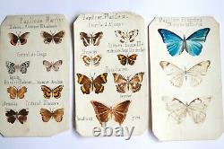 Entomologie. 6 Planches de papillons. Dessins originaux. Aquarelle