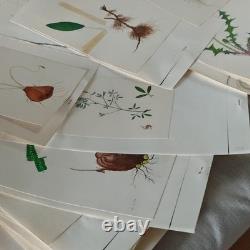 Fonds +35 Planches Dessins Originaux Aquarelle Botanique Plantes Arbres