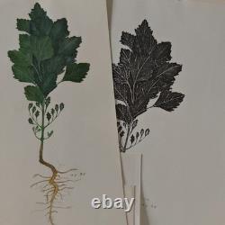 Fonds +35 Planches Dessins Originaux Aquarelle Botanique Plantes Arbres