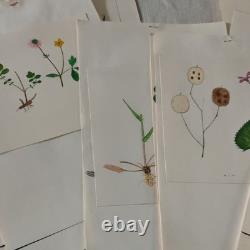 Fonds +35 Planches Dessins Originaux Aquarelle Botanique Plantes Arbres