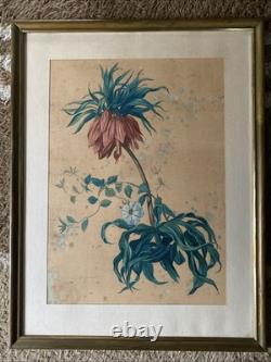 Georges Deyrieux Planche Botanique Fritillaria Imperialis gouache vers 1850 SUP