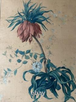 Georges Deyrieux Planche Botanique Fritillaria Imperialis gouache vers 1850 SUP