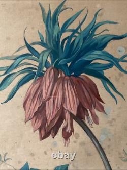 Georges Deyrieux Planche Botanique Fritillaria Imperialis gouache vers 1850 SUP