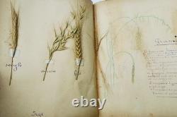 Herbier 14 planches & 17 planches de dessins originaux