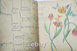 Herbier 14 planches & 17 planches de dessins originaux